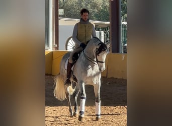 PRE Mix, Stallion, 8 years, 16 hh, Grey-Dapple