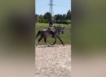 PRE Mix, Stallion, 8 years, 16 hh, Grey-Dapple