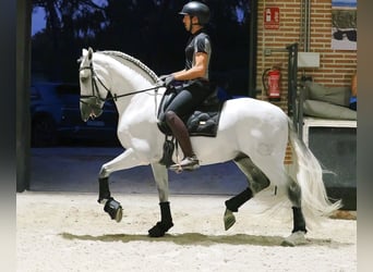 PRE Mix, Stallion, 8 years, 16 hh, Grey
