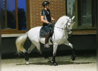 PRE Mix, Stallion, 8 years, 16 hh, Grey