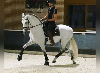 PRE Mix, Stallion, 8 years, 16 hh, Grey