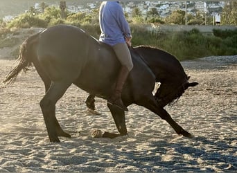 PRE Mix, Stallion, 8 years, 16,1 hh, Black