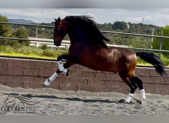 PRE Mix, Stallion, 8 years, 16,1 hh, Brown