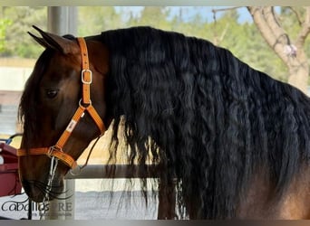 PRE Mix, Stallion, 8 years, 16,1 hh, Brown