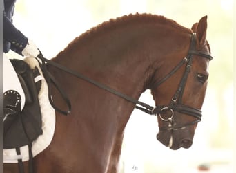 PRE Mix, Stallion, 8 years, 16,1 hh, Chestnut