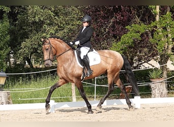 PRE, Stallion, 8 years, 16,1 hh, Dun