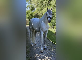 PRE Mix, Stallion, 8 years, 16,1 hh, Gray