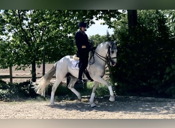PRE Mix, Stallion, 8 years, 16,1 hh, Gray