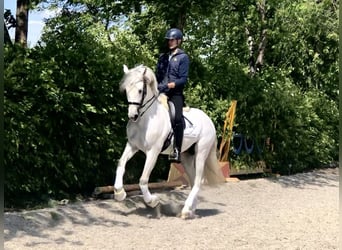 PRE Mix, Stallion, 8 years, 16,1 hh, Gray