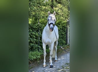 PRE Mix, Stallion, 8 years, 16,1 hh, Gray
