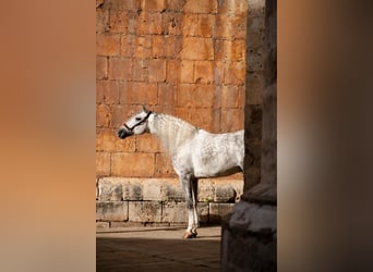 PRE, Stallion, 8 years, 16,1 hh, Grey