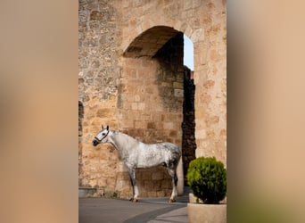 PRE, Stallion, 8 years, 16,1 hh, Grey