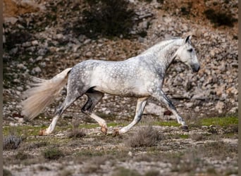 PRE, Stallion, 8 years, 16,1 hh, Grey