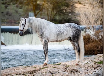 PRE, Stallion, 8 years, 16,1 hh, Grey