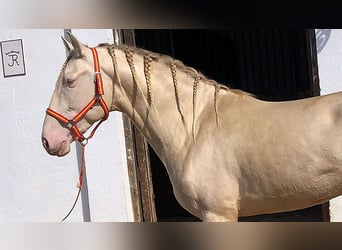 PRE Mix, Stallion, 8 years, 16,1 hh, Perlino