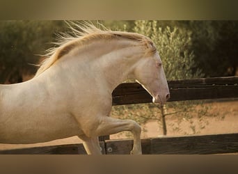 PRE Mix, Stallion, 8 years, 16,1 hh, Perlino