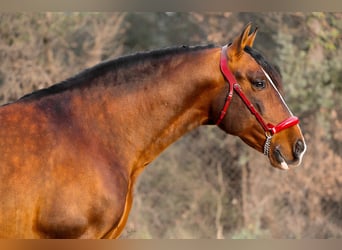 PRE Mix, Stallion, 8 years, 16,2 hh, Bay