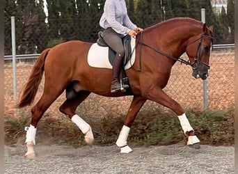 PRE, Stallion, 8 years, 16,2 hh, Chestnut-Red