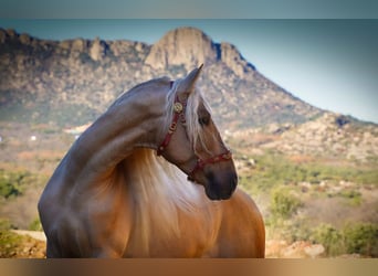 PRE, Stallion, 8 years, 16,2 hh, Palomino