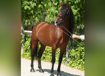 PRE Mix, Stallion, 8 years, 16,3 hh, Brown
