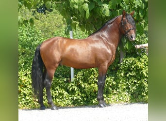 PRE Mix, Stallion, 8 years, 16,3 hh, Brown