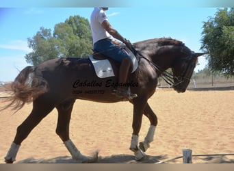 PRE, Stallion, 8 years, 17,1 hh, Chestnut-Red