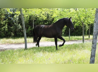 PRE, Stallion, 8 years, 17.2 hh, Black
