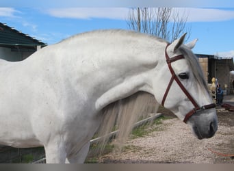 PRE Mix, Stallion, 8 years, 17 hh, Grey