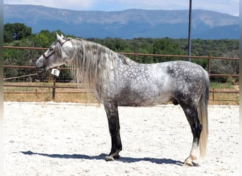 PRE Mix, Stallion, 8 years, 17 hh, Grey