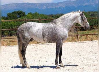 PRE Mix, Stallion, 8 years, 17 hh, Grey