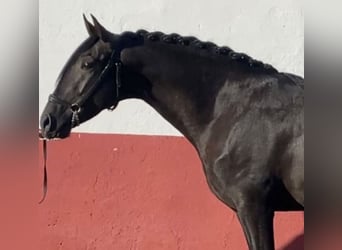 PRE, Stallion, 9 years, 15,2 hh, Black