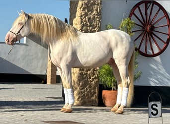 PRE Mix, Stallion, 9 years, 15.2 hh, Cremello PRE Mix, Stallion, 9 years, 15.2 hh, Cremello