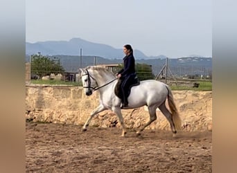 PRE, Stallion, 9 years, 15.2 hh, Gray