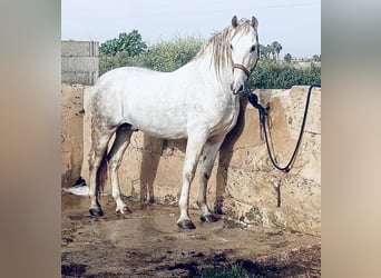 PRE, Stallion, 9 years, 15.2 hh, Gray