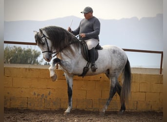 PRE Mix, Stallion, 9 years, 15,2 hh, Gray