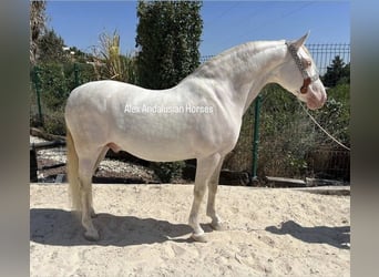 PRE Mix, Stallion, 9 years, 15,2 hh, Perlino