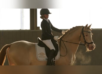 PRE, Stallion, 9 years, 15,3 hh, Perlino