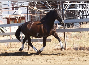 PRE Mix, Stallion, 9 years, 15,2 hh, Black