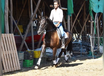 PRE Mix, Stallion, 9 years, 15,2 hh, Black