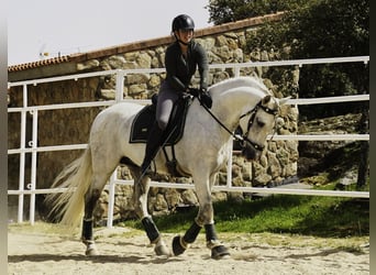 PRE Mix, Stallion, 9 years, 15,2 hh, White