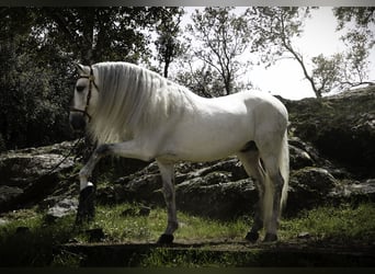 PRE Mix, Stallion, 9 years, 15,2 hh, White
