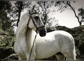 PRE Mix, Stallion, 9 years, 15,2 hh, White