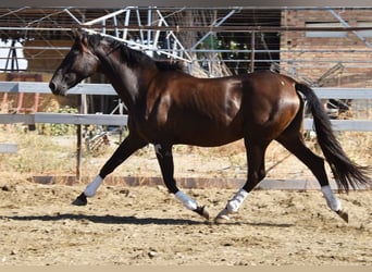 PRE Mix, Stallion, 9 years, 15,3 hh, Black