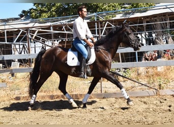 PRE Mix, Stallion, 9 years, 15,3 hh, Black