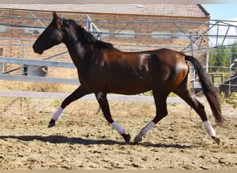 PRE Mix, Stallion, 9 years, 15,3 hh, Black
