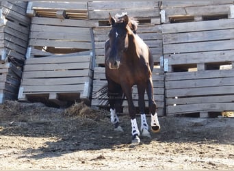 PRE Mix, Stallion, 9 years, 15,3 hh, Black