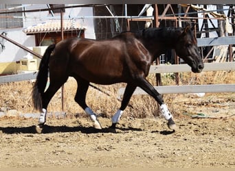 PRE Mix, Stallion, 9 years, 15,3 hh, Black