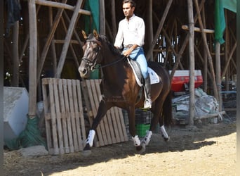 PRE Mix, Stallion, 9 years, 15,3 hh, Black