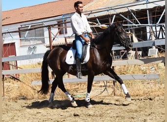 PRE Mix, Stallion, 9 years, 15,3 hh, Black