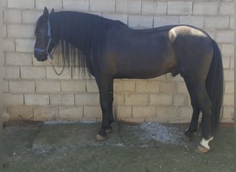 PRE Mix, Stallion, 9 years, 16,1 hh, Black